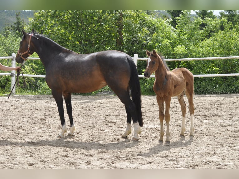 Holstein Stallion  Brown in Gummersbach