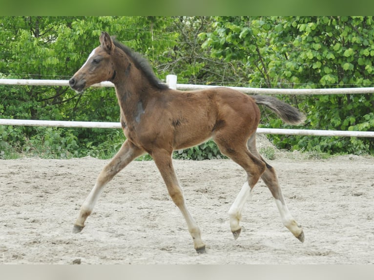 Holstein Stallion  Brown in Gummersbach