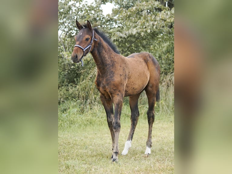 Holstein Stallion Foal (05/2025) Brown in H&#xF6;rup
