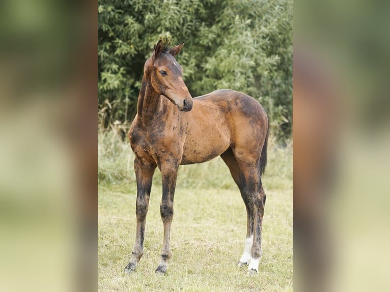 Holstein Stallion Foal (05/2025) Brown in H&#xF6;rup