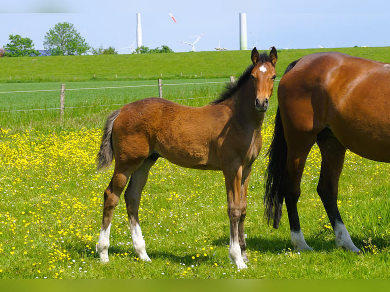 Holstein Stallion  Brown in Kaiser-Wilhelm-Koog