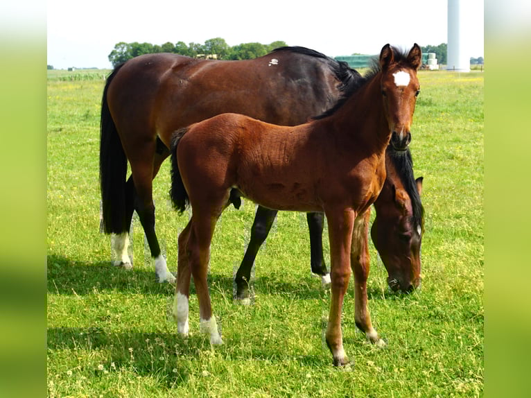 Holstein Stallion  Brown in Kaiser-Wilhelm-Koog