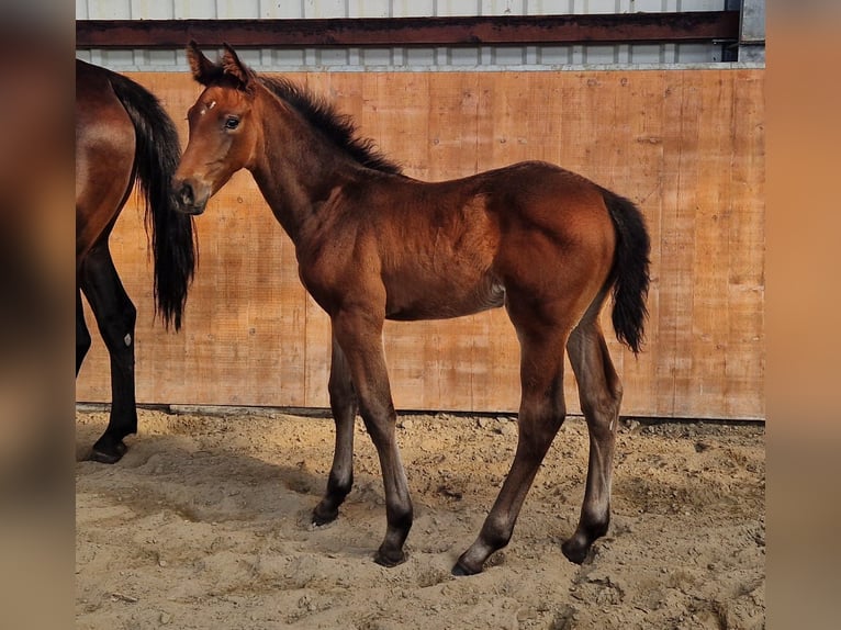 Holstein Stallion Foal (04/2025) Brown in Kaiser-Wilhelm-Koog