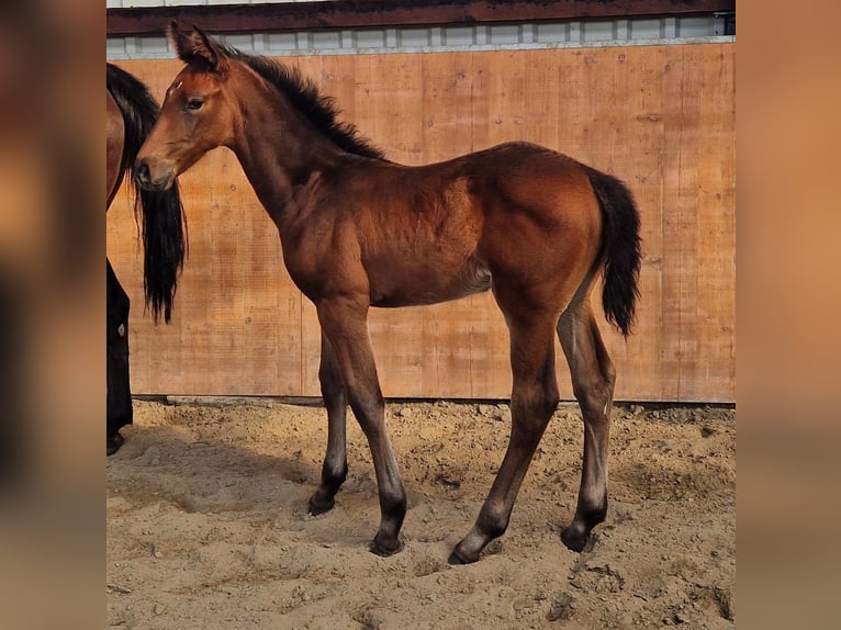 Holstein Stallion Foal (04/2025) Brown in Kaiser-Wilhelm-Koog