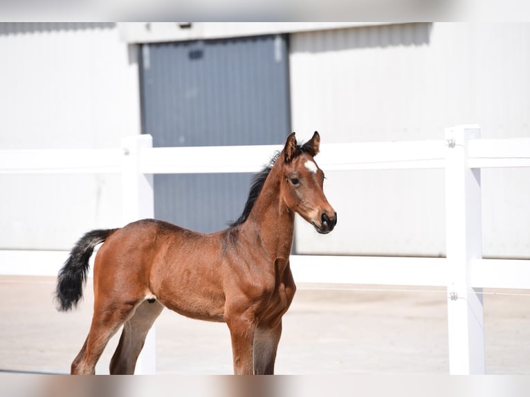 Holstein Stallion  Brown in Kasseedorf