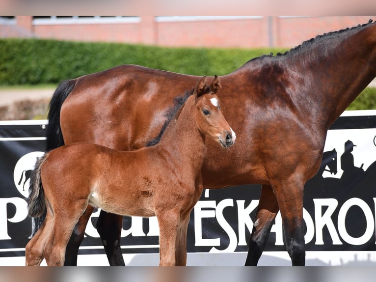 Holstein Stallion  Brown in Löhne