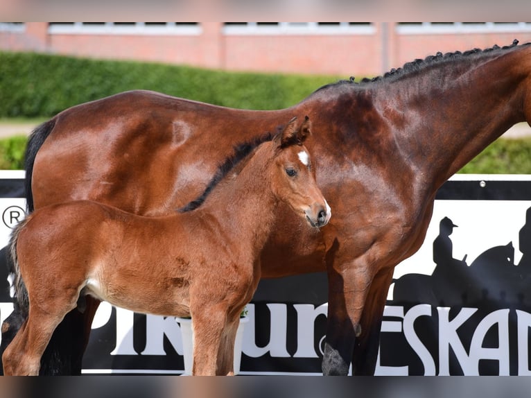 Holstein Stallion  Brown in Löhne