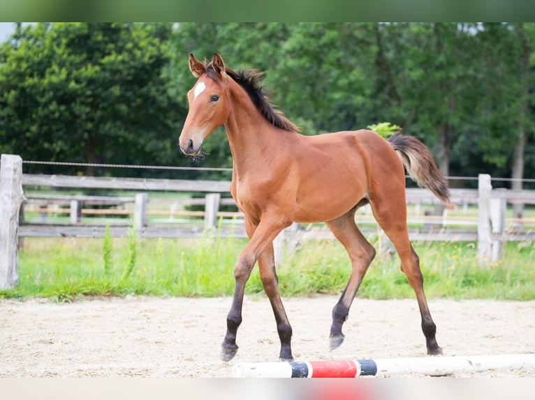 Holstein Stallion Foal (05/2024) Brown in Osterholz-Scharmbeck