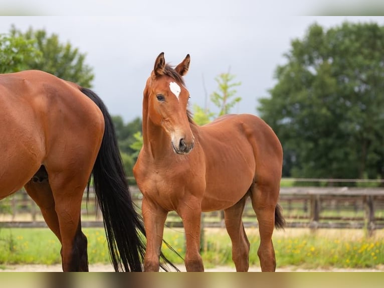 Holstein Stallion Foal (05/2024) Brown in Osterholz-Scharmbeck