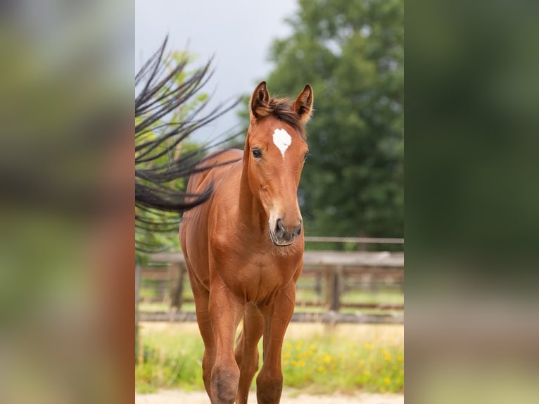 Holstein Stallion Foal (05/2024) Brown in Osterholz-Scharmbeck