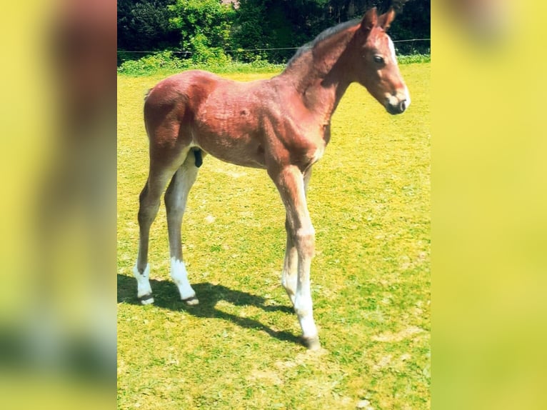 Holstein Stallion  Brown in Reher
