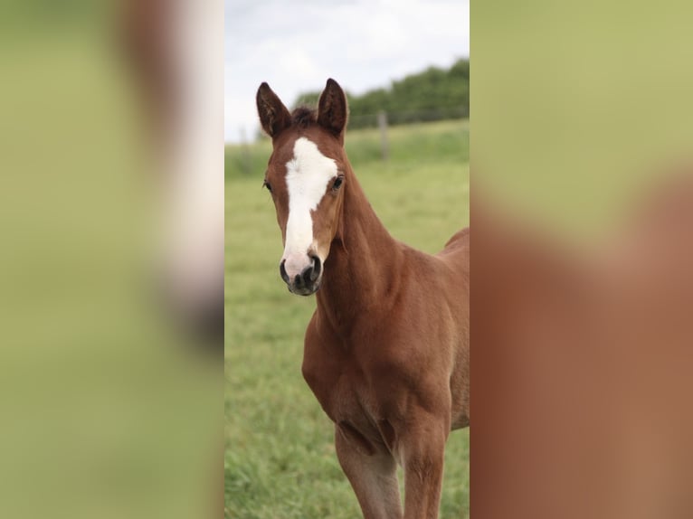 Holstein Stallion Foal (05/2026) Brown in Seedorf