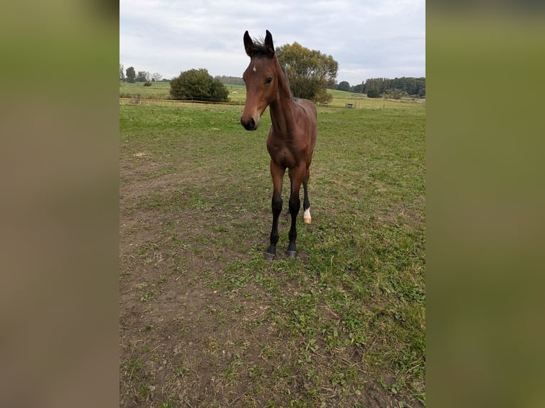 Holstein Stallion Foal (06/2024) Brown in Zippelow