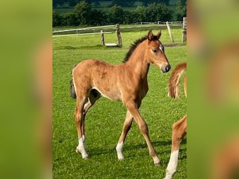 Holstein Stallion Foal (04/2024) Brown in Sollwitt