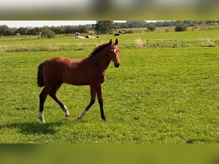 Holstein Stallion Foal (04/2024) Brown in Sollwitt