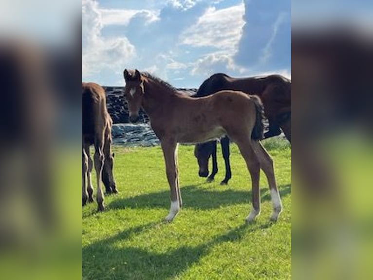 Holstein Stallion Foal (04/2024) Brown in Sollwitt