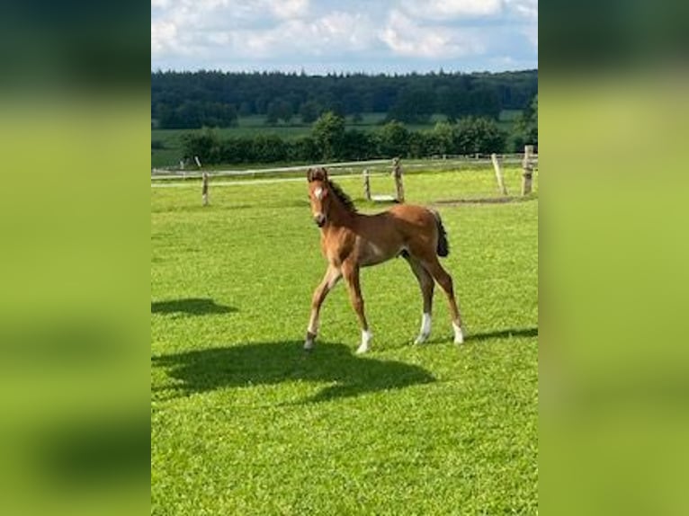 Holstein Stallion Foal (04/2024) Brown in Sollwitt