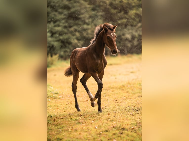 Holstein Stallion Foal (03/2025) Brown in St&#xF6;rdorf
