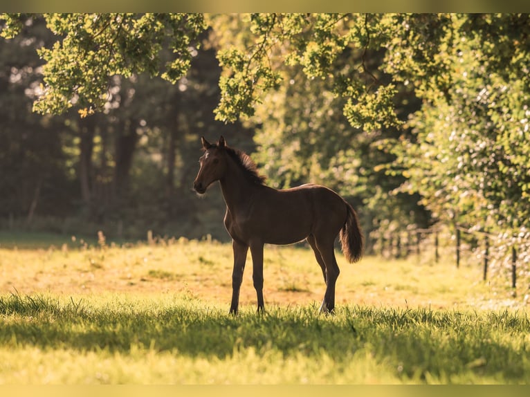 Holstein Stallion Foal (03/2025) Brown in St&#xF6;rdorf