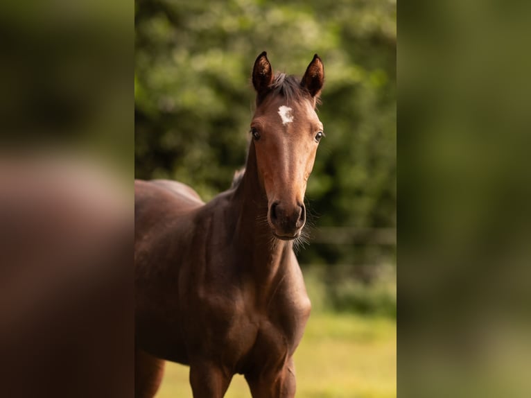 Holstein Stallion Foal (03/2025) Brown in St&#xF6;rdorf