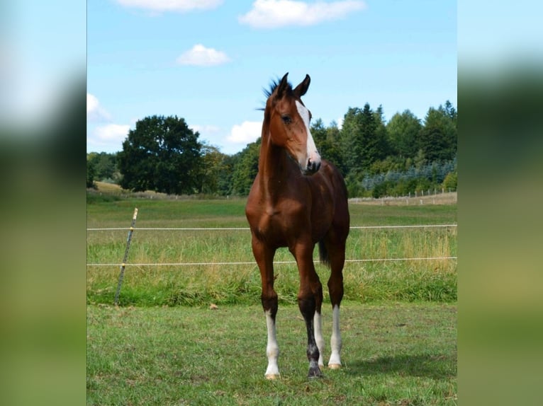 Holstein Stallion Foal (04/2025) Brown in S&#xFC;sel