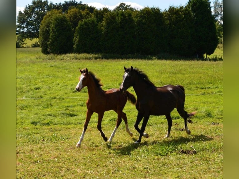 Holstein Stallion Foal (04/2025) Brown in S&#xFC;sel