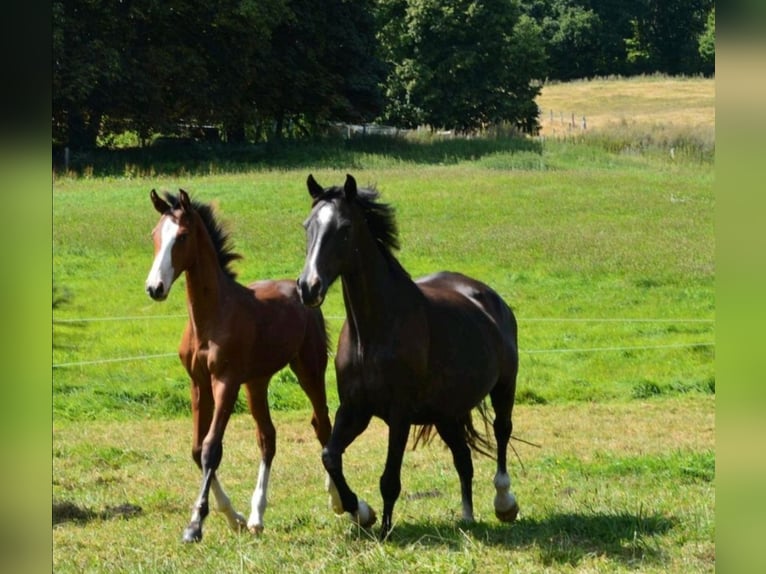 Holstein Stallion Foal (04/2025) Brown in S&#xFC;sel