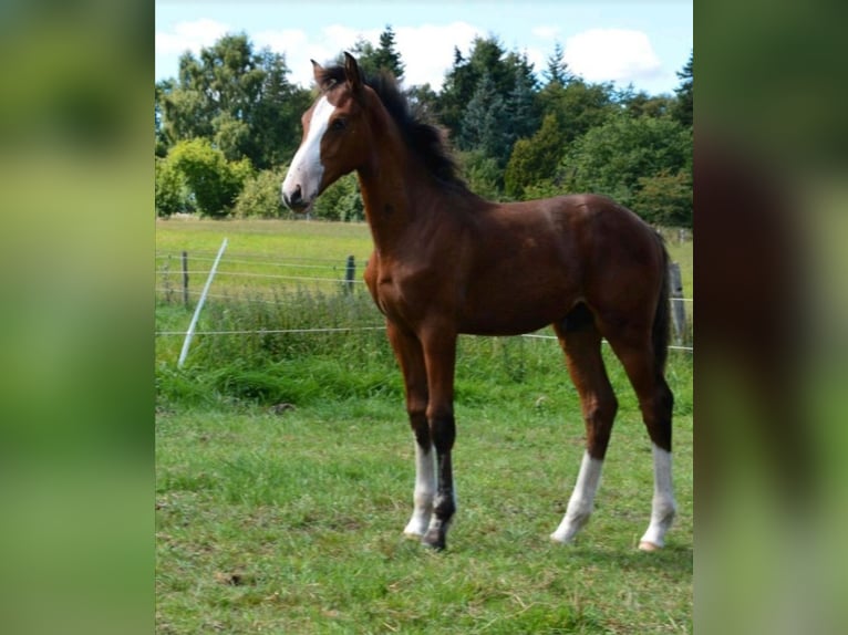 Holstein Stallion Foal (04/2025) Brown in S&#xFC;sel