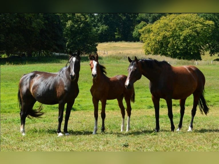 Holstein Stallion Foal (04/2025) Brown in S&#xFC;sel