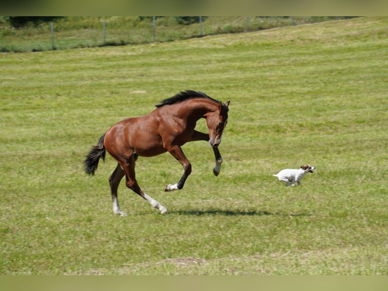 Holstein Stallion Foal (04/2025) Brown in Tuchola