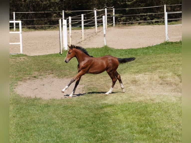Holstein Stallion Foal (04/2025) Brown in Tuchola