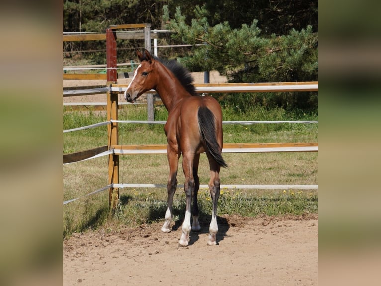 Holstein Stallion Foal (04/2025) Brown in Tuchola