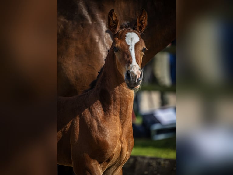 Holstein Stallion  Brown in Windhausen