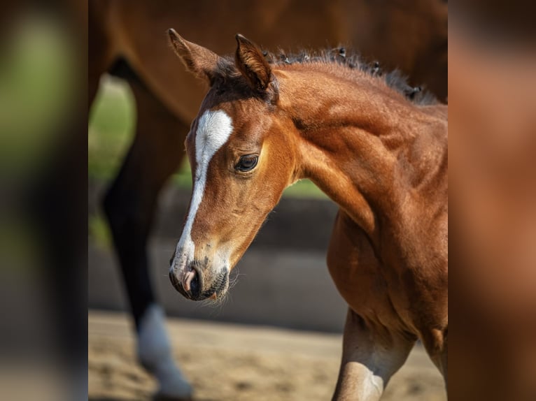 Holstein Stallion  Brown in Windhausen