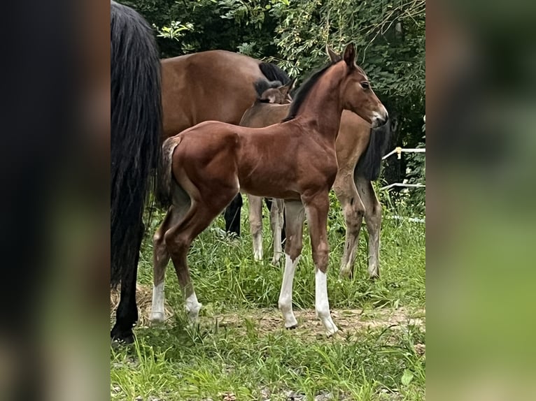 Holstein Stallion  Brown in Windhausen