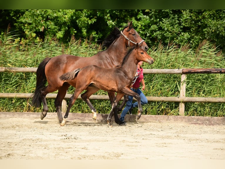 Holstein Stallion Foal (04/2024) Brown in Wohrden