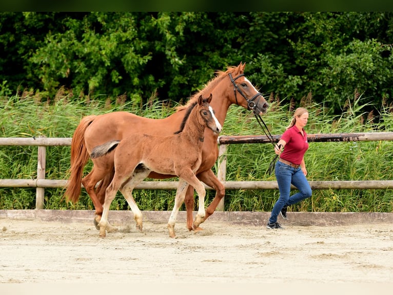 Holstein Stallion Foal (04/2024) Brown in Wohrden