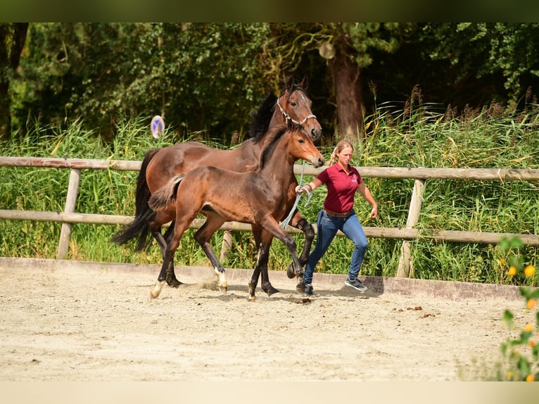 Holstein Stallion Foal (04/2024) Brown in Wohrden