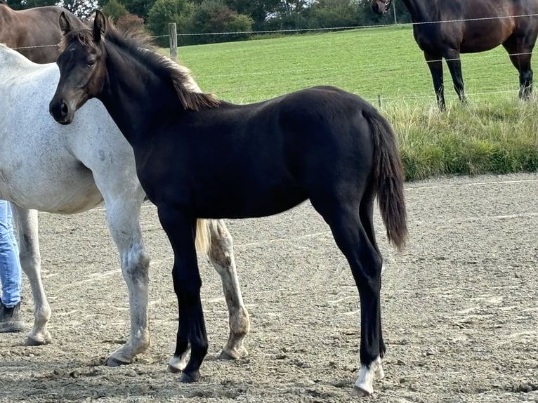 Holstein Stallion Foal (04/2024) Can be white in Osdorf