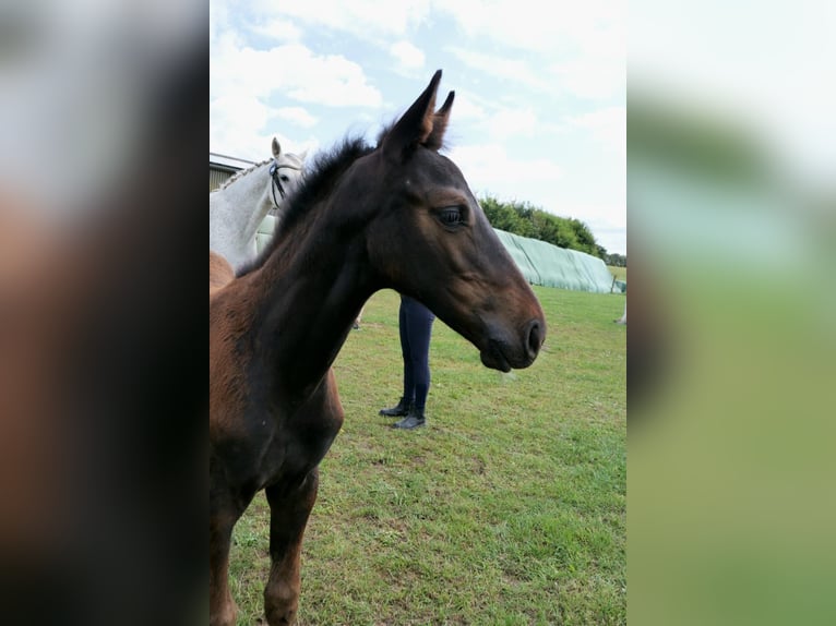 Holstein Stallion Foal (01/2024) Can be white in Schmilau