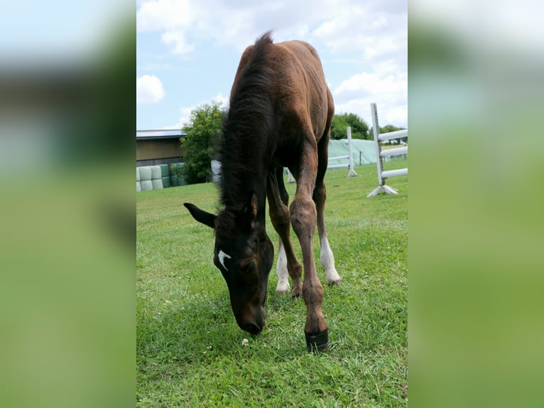 Holstein Stallion Foal (01/2024) Can be white in Schmilau