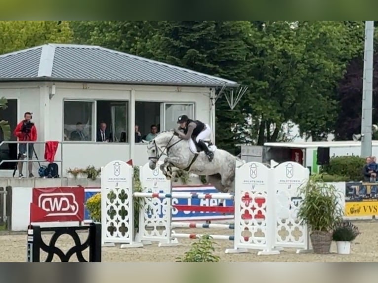 Holstein Stallion Foal (05/2025) Can be white in Westerhorn