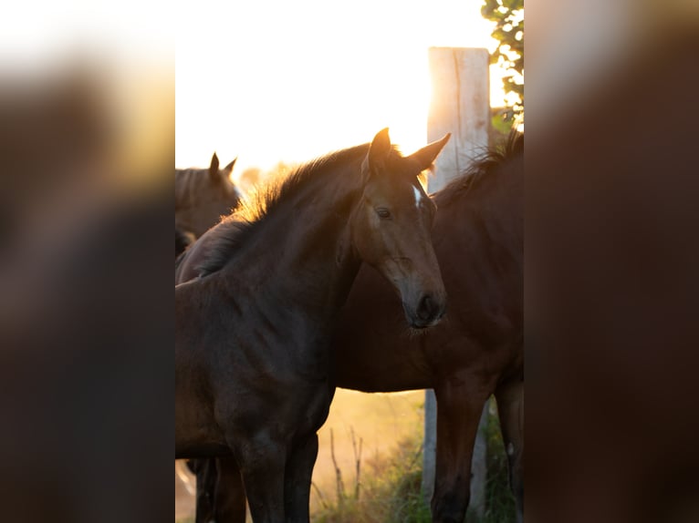 Holstein Stallion Foal (05/2025) Can be white in Westerhorn