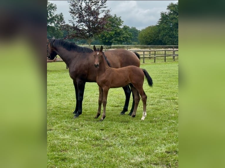 Holstein Stallion Foal (05/2025) Can be white in Westerhorn