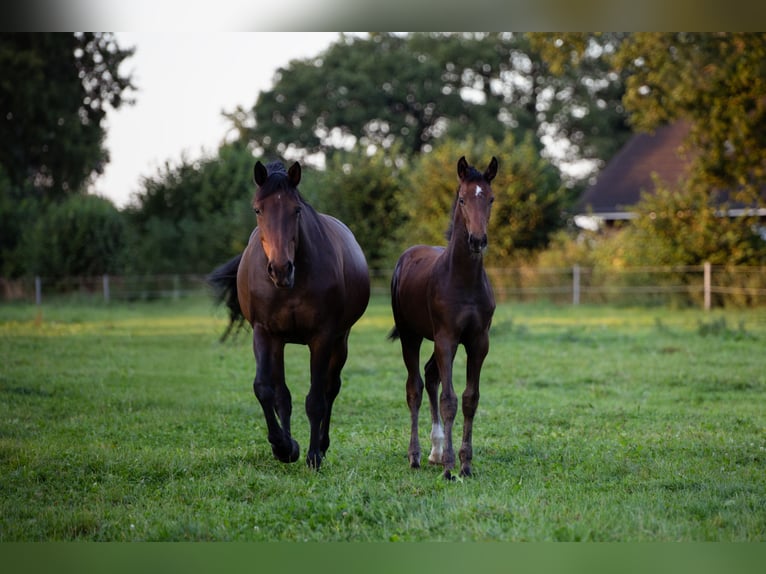 Holstein Stallion Foal (05/2025) Can be white in Westerhorn