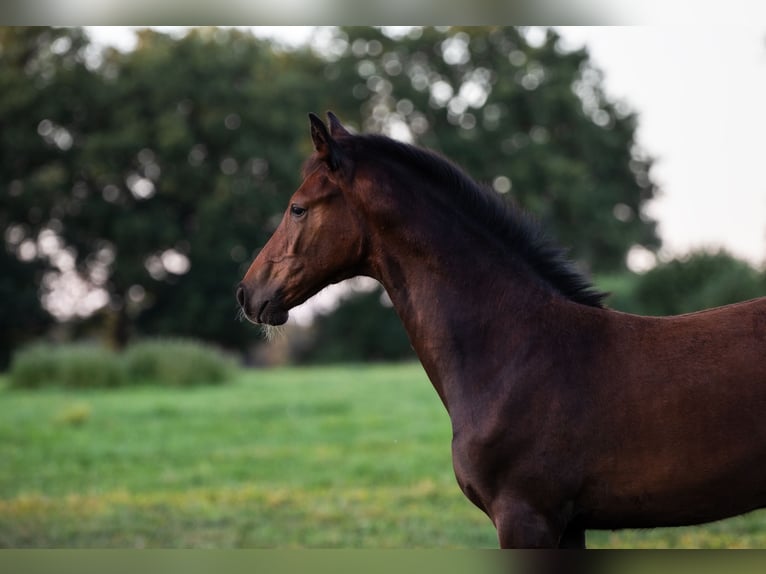 Holstein Stallion Foal (05/2025) Can be white in Westerhorn