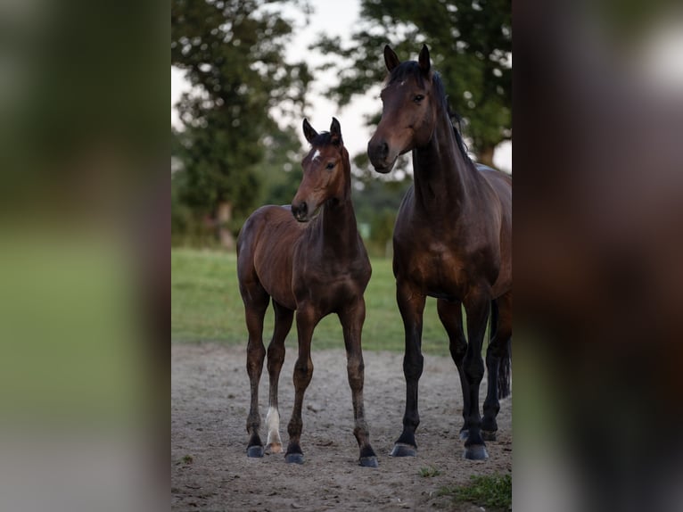Holstein Stallion Foal (05/2025) Can be white in Westerhorn
