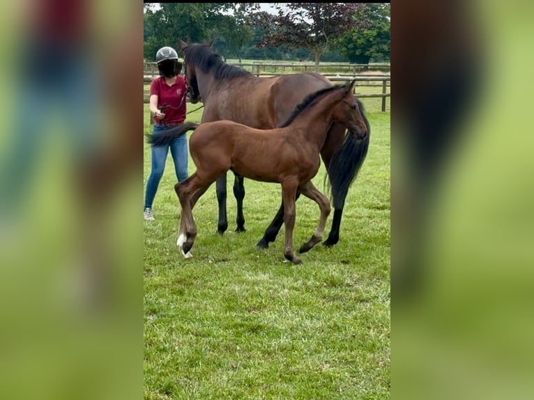 Holstein Stallion Foal (05/2025) Can be white in Westerhorn