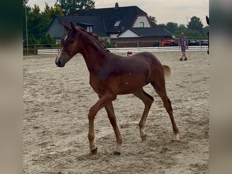 Holstein Stallion Foal (03/2026) Chestnut-Red in Ladelund