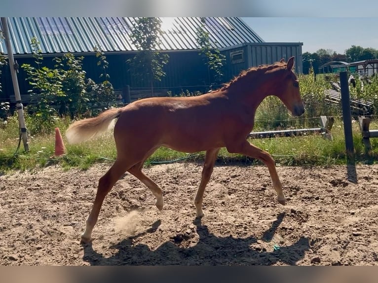 Holstein Stallion Foal (03/2026) Chestnut-Red in Ladelund